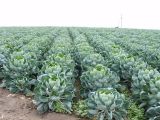 Brussels Sprouts Field