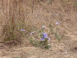 Cornflowers at Elkhorn Slough