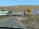 Cattle Crossing
