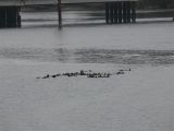 Otters at Moss Landing