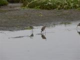 Marbled Godwits