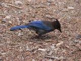 Stellers Jay at Pinnacles