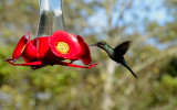 Humming Bird 