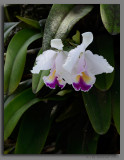 Cattleya quadricolor