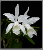 Cattleya Carol Ackerson