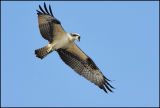 Osprey_004.jpg