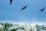 sailingbirds