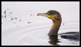 Hunting Cormorant at Linlithgow Loch