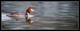 Great Crested Grebe on Linlithgow Loch