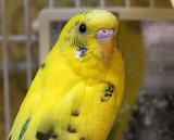 Petey Parakeet