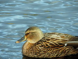 mallard hen