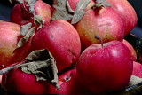real apples.from my friend's tree