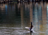 duck flexing wingsdd.jpg