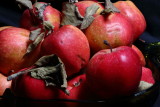 shades_of_red