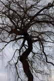 Depressing tree in winter