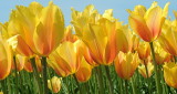 Tulips skagit county washington
