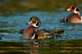 Wood Duck #2