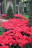 poinsettia arrangement