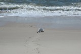 pup seal losing its battle  015.jpg
