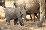Tanzania - Tierwelt - Wildlife