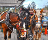 Horses 