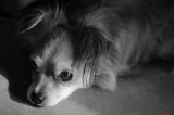 Oliver_BW-small-15.jpg