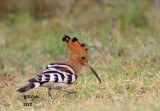 Eurasian Hoopoe