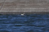 Long-tailed Duck-female