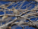 Common Redpoll