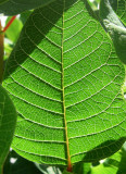 Poinsettia, St-Onsime-dIxworth