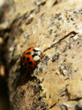 Coccinelle, St-Onsime-dIxworth