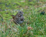 Song Sparrow