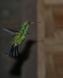 Canivets Emerald Hummingbird male