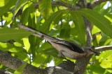 Tropical Mockingbird