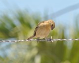 White Collared Seed Eater female