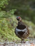 Ttras du Canada_8057 - Spruce Grouse