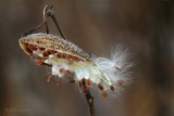 Asclpiade commune_8455 (Asclepias syriaca)