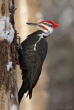 Grand Pic_9234 - Pileated Woodpecker