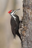 Grand Pic (f)_5033 - Pileated Woodpecker