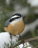 Sittelle  poitrine rousse_1197 - Red-breasted Nuthatch