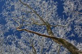 Old Growth Tree in Appalachian December Canopy tb0112bbr.jpg