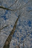 Great Mixed Frosty Canopy on December Blue Sky v tb1212bsr.jpg
