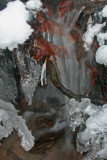 Icy Small Stream with Stones and Leaves v tb0213bmr.jpg