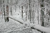 Winter West Virginia Scenery