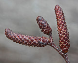 Group of Birch Catkins Still Tight from Last Season tb0413djr.jpg