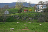 Spring Animals and Structures Farm Scenery tb0413eor.jpg