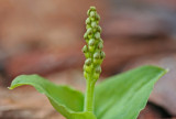 Heart Leafed Twayblade Orchid Budding in Highlands tb0413ehr.jpg