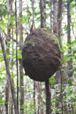 Walking back from the falls, we spotted this termites nest.  Better here, than next to your home!
