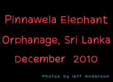 Pinnawela Elephant Orphanage, Sri Lanka (December 2010)