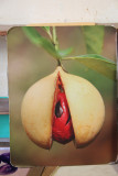 I had a guided tour of the plant where I was shown this photo of a nutmeg plant.
